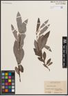 Foto von Salix discolor Muhl.